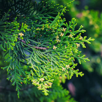 Cypress essential oil, certified organic